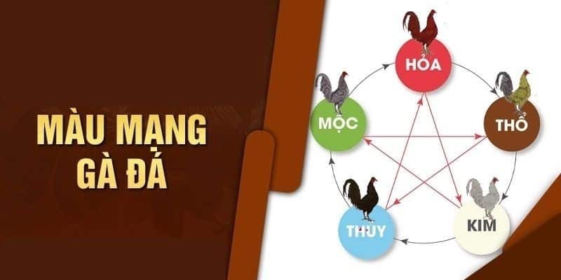 Bạn nên biết xem màu mạng gà chọi 